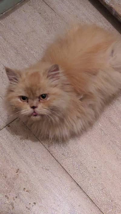 Female Persian cat friendly and active Triple coat watsap 03155767048
