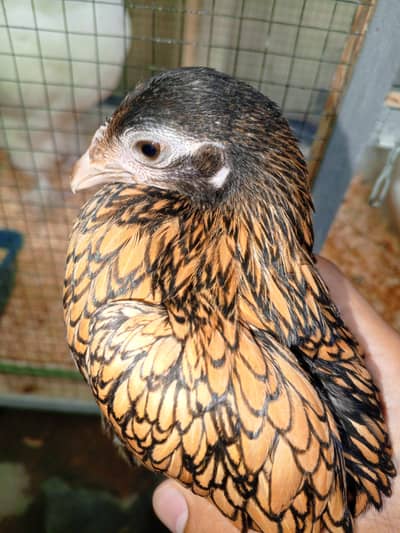 Golden subrite female only 1 female left