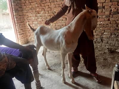 Goat very Healthy 2 dant
