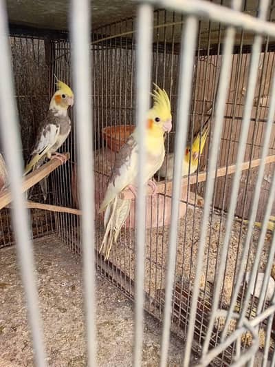 Cocktail for sell