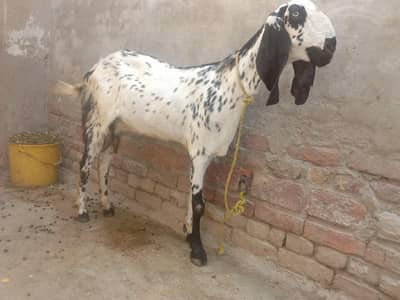 qurbani k lye best hy or breading k lye bhi best hy Dodh dy rahi hy