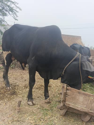available For qurbani