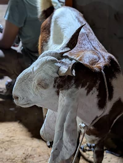 Assalamualaikum qurbani 2026 Bakra 2 03132238508