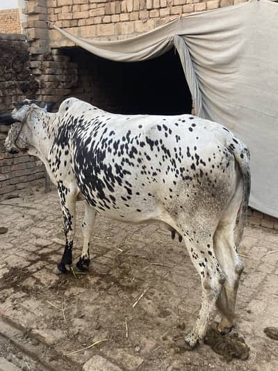 Cow for sale
