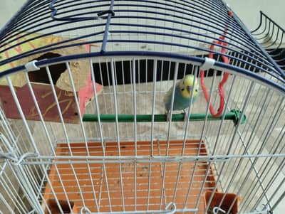 Female Love Bird with Cage for Sale
