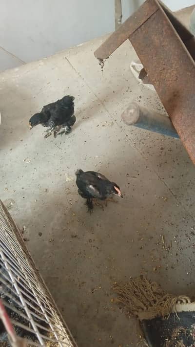 black bantum chicks for sale