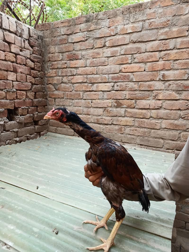 بڑے کد کاٹھ میں اصیل مادیاں برائے فروخت ہیں 12