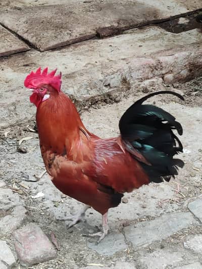 hens 5