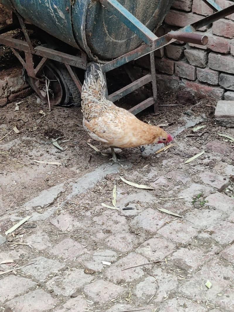 hens 5 1