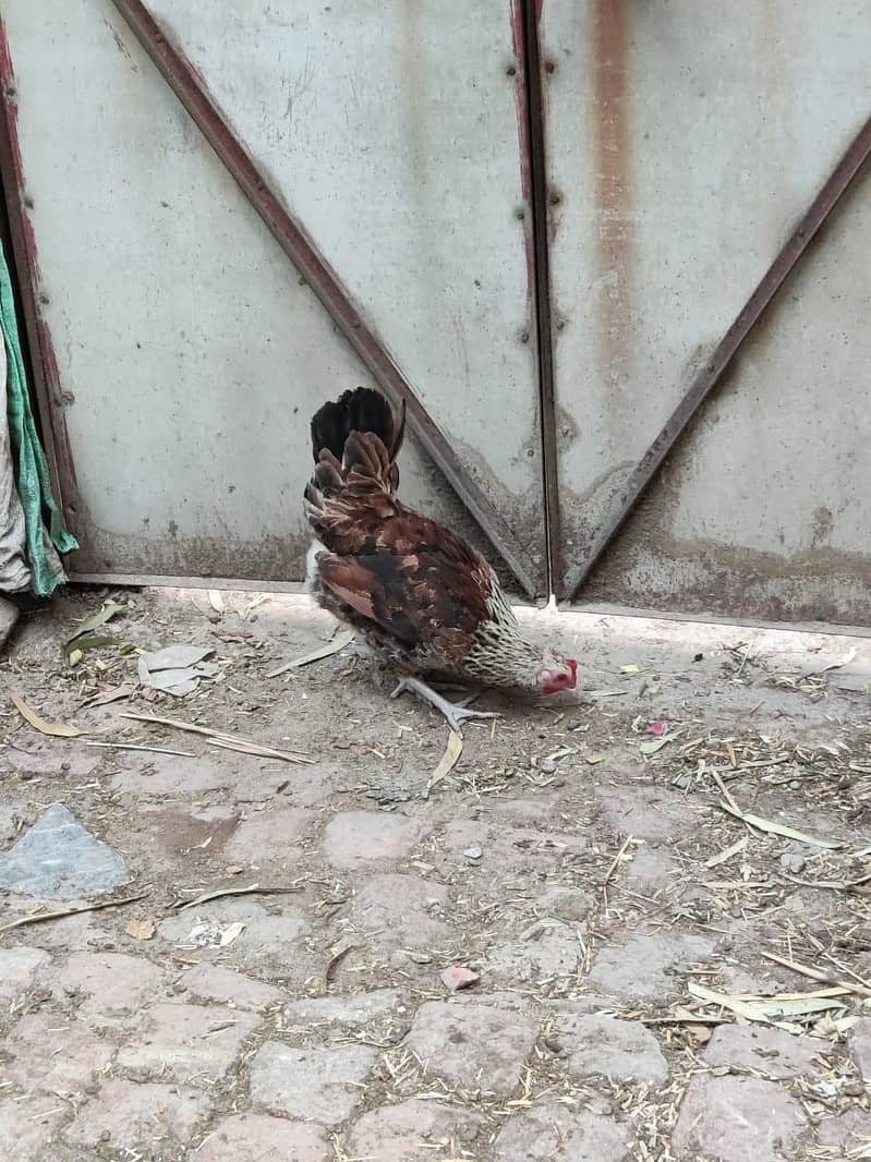 hens 5 2