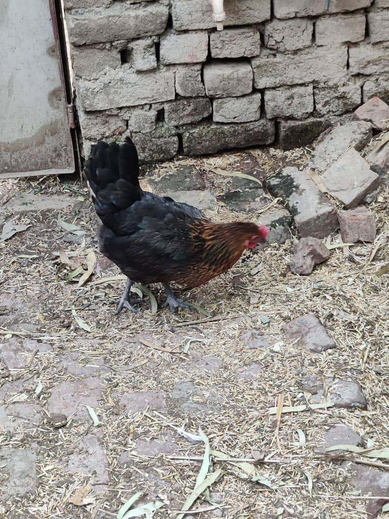 hens 5 3