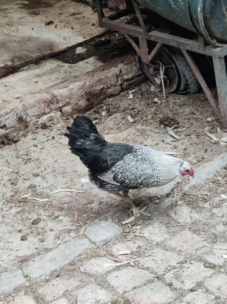 hens 5 4