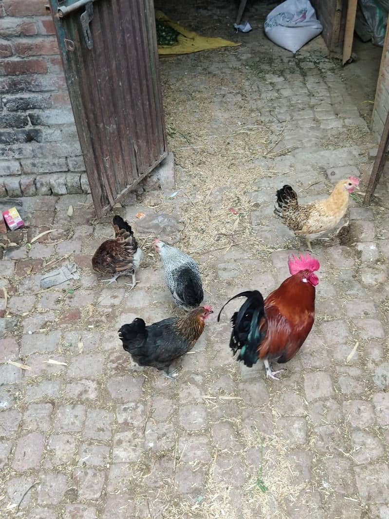 hens 5 5
