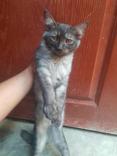 persian kittens for sale  in reasonable price