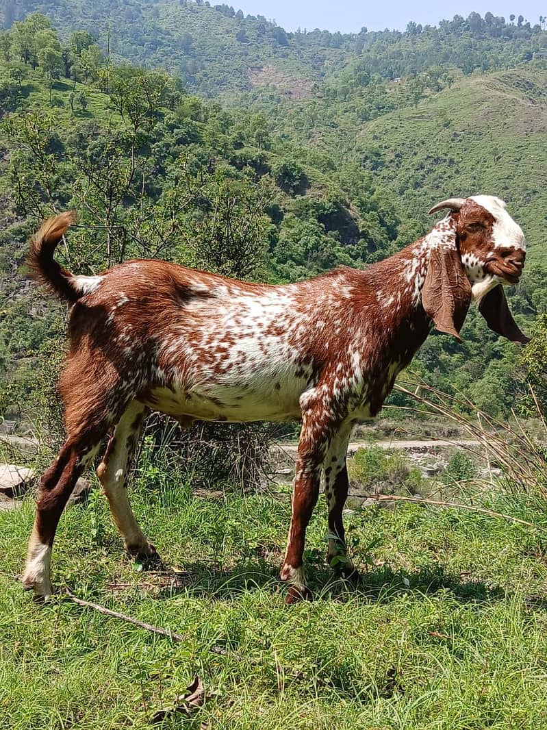 dasi bakra 1