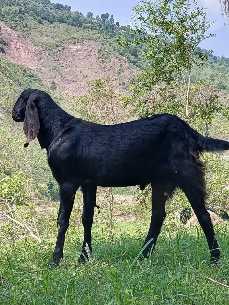 dasi bakra 2