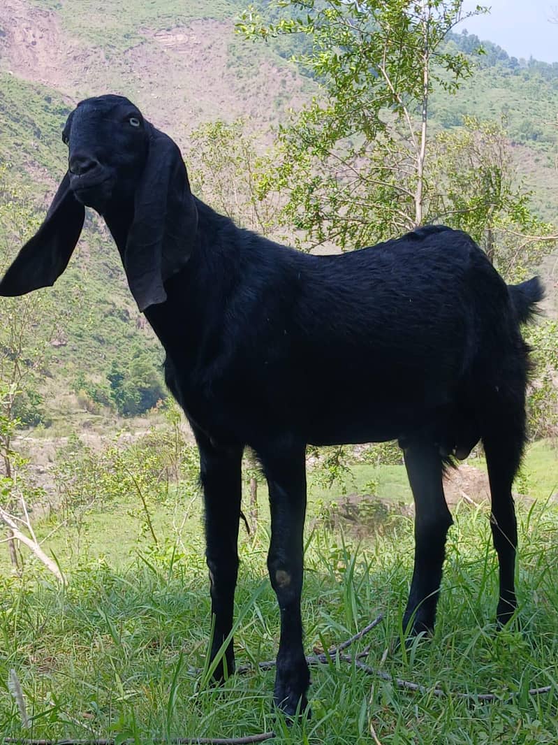 dasi bakra 3