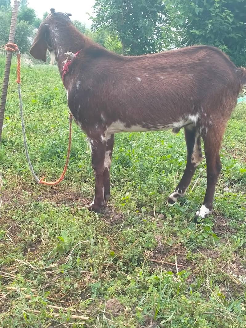 dasi bakra 4