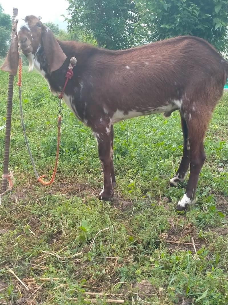 dasi bakra 5