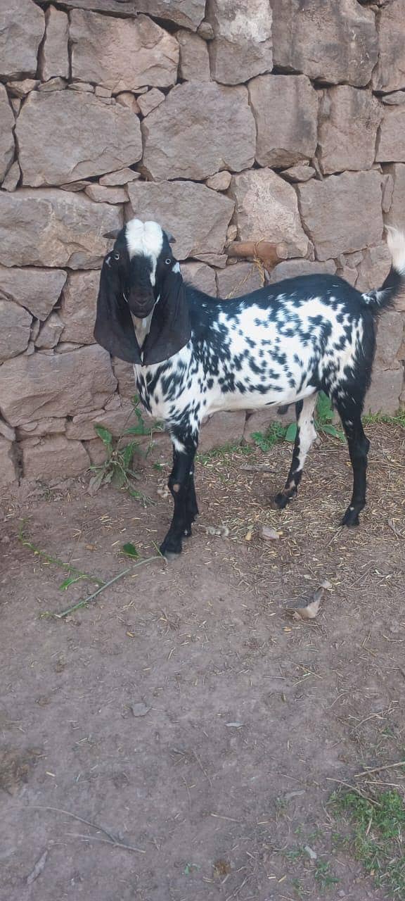 dasi bakra 6