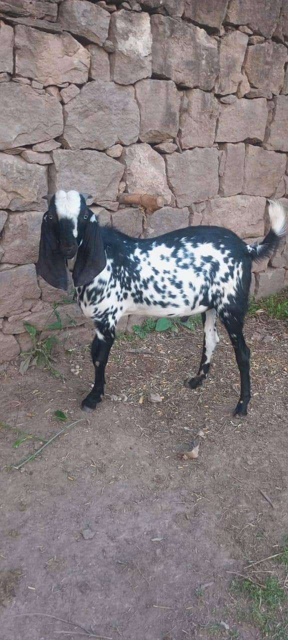 dasi bakra 7