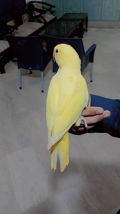 Mashallah yellow rignack self chick