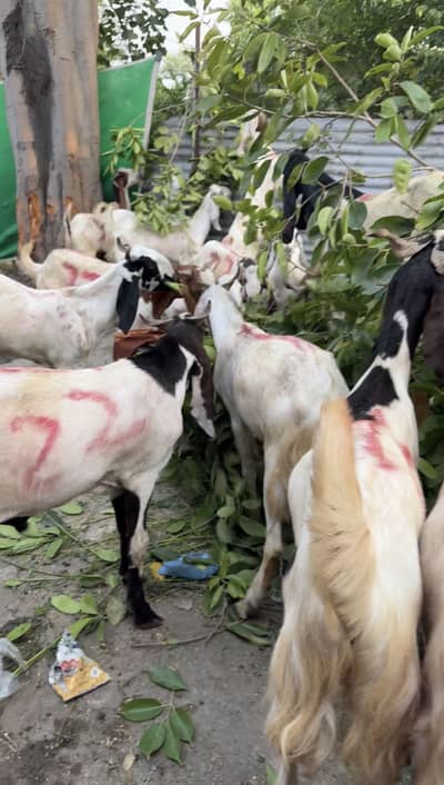 Qurbani k Bakry | bakra | bakray | bakrey 03074335535