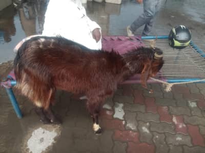Donda Khassi Bakra 