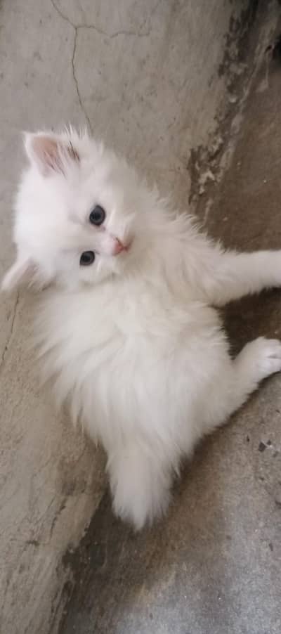triple coated white 3 russian kittens