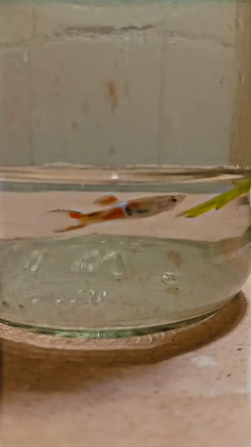 imported and mix Guppy very cheap price high quality all type of fish