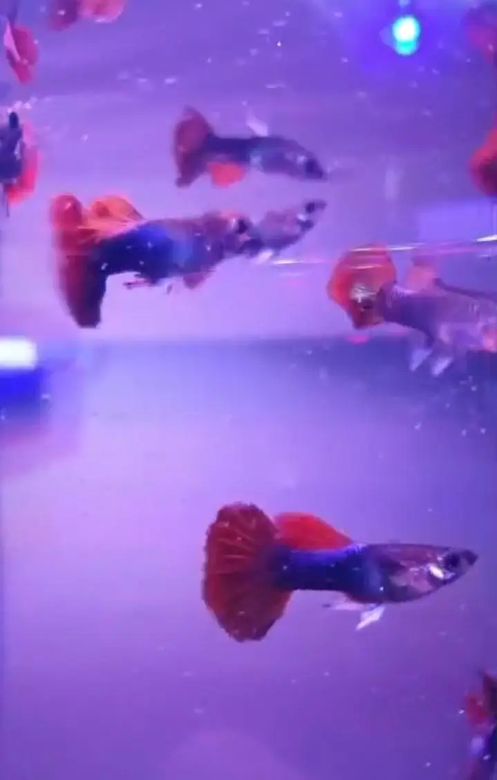 imported and mix Guppy very cheap price high quality all type of fish — photo 2