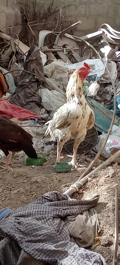 I am selling my home bleed  morga