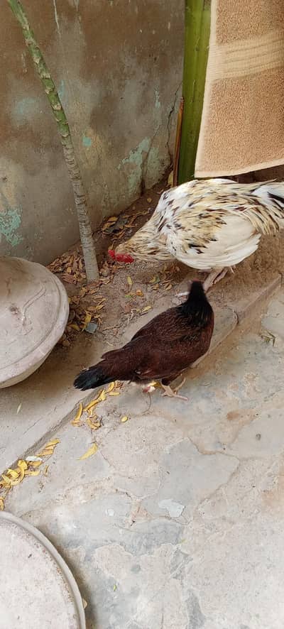 I am selling my home bleed  morga and morge
