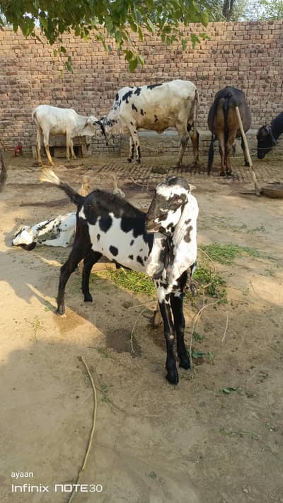 bakra for sall for eid