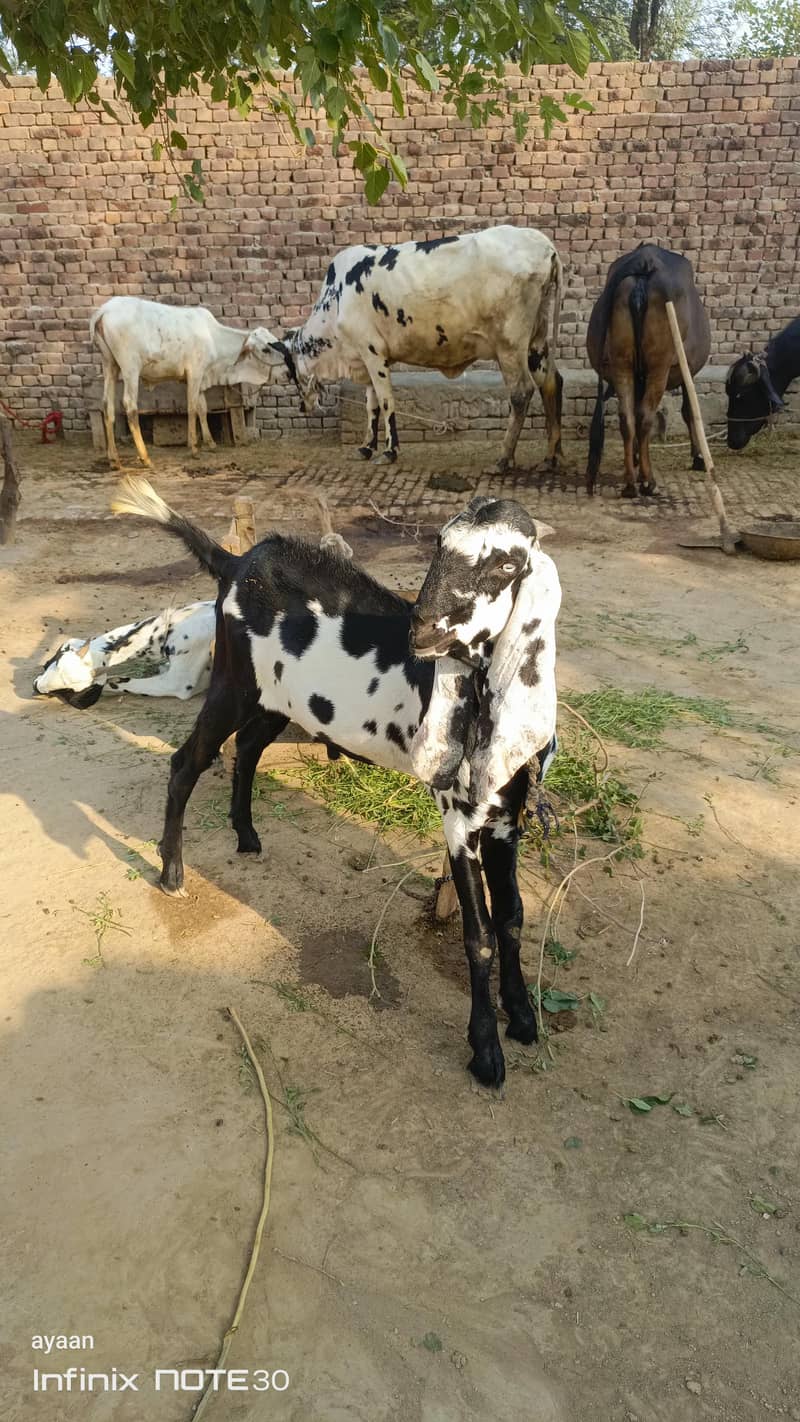 bakra for sall for eid 0