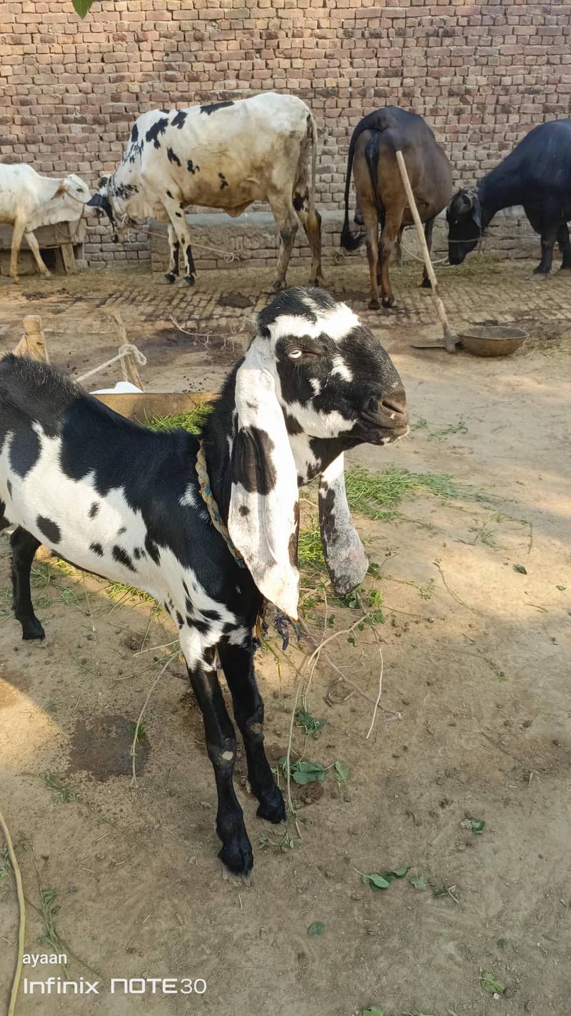 bakra for sall for eid 1