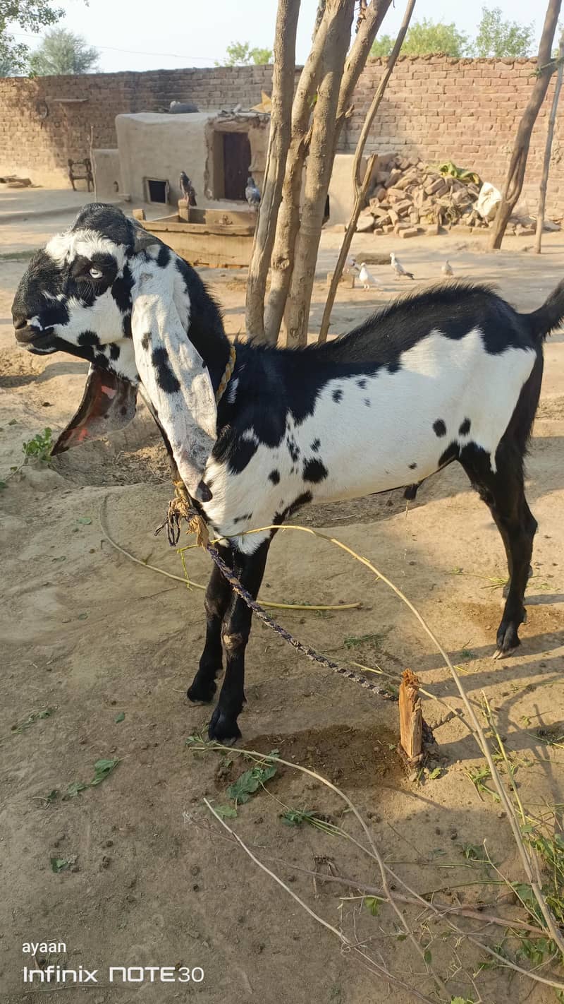 bakra for sall for eid 2