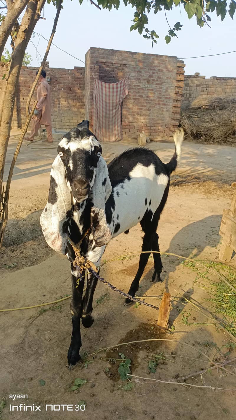 bakra for sall for eid 3