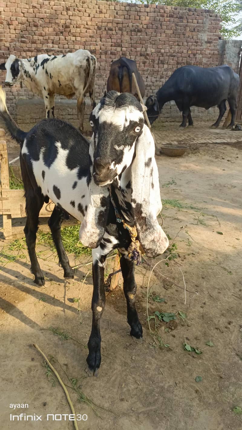bakra for sall for eid 4