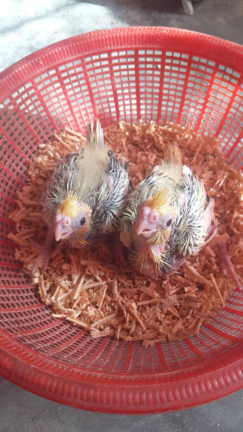 Cream Chicks 0