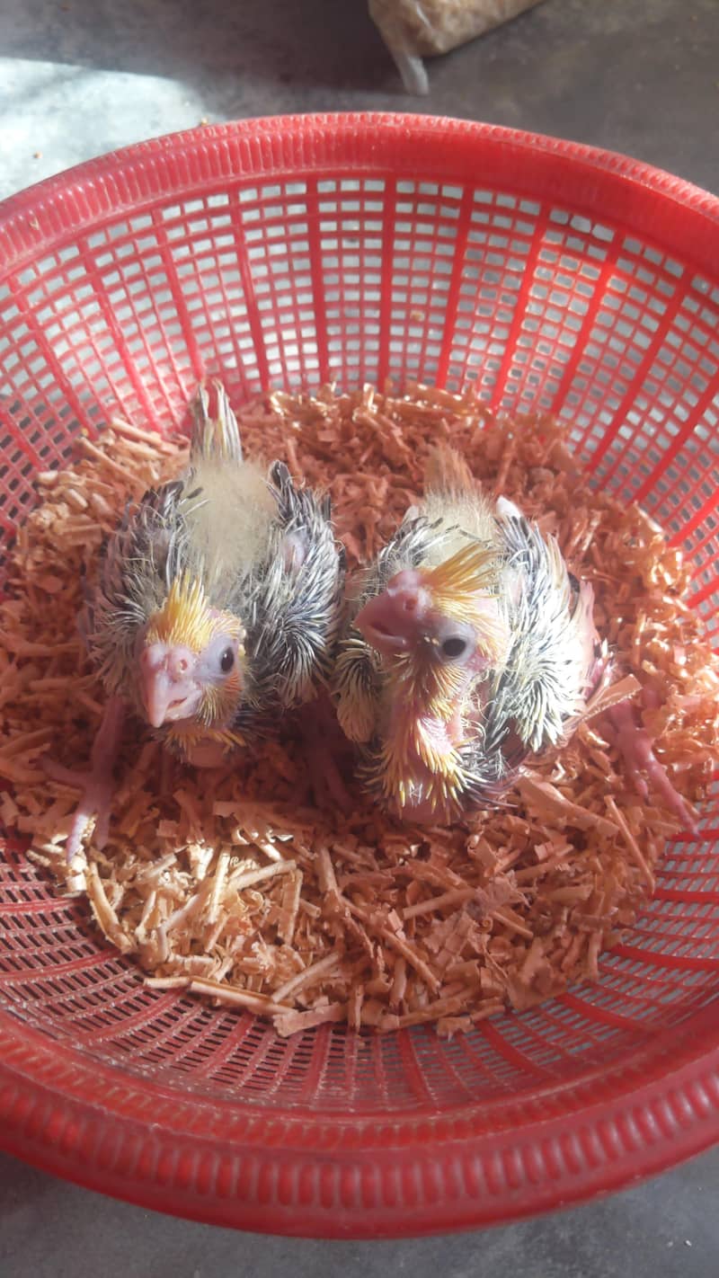 Cream Chicks 1