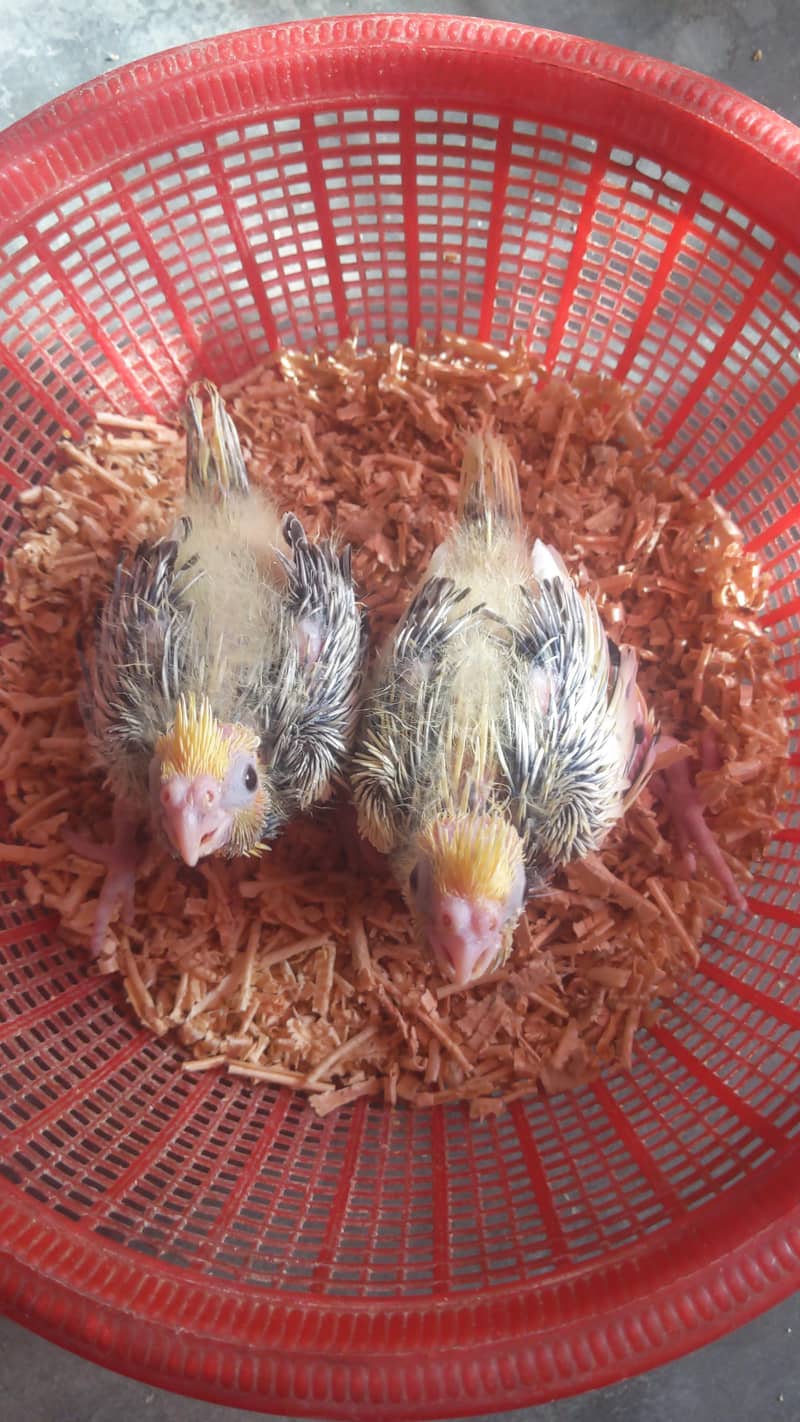 Cream Chicks 2