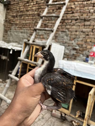 Aseel chicks