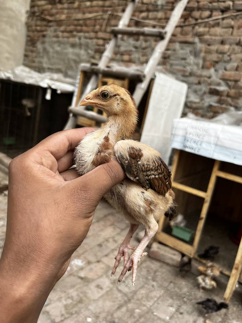 Aseel chicks 1