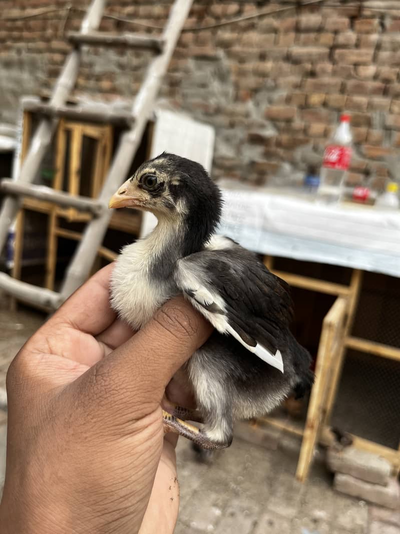 Aseel chicks 2