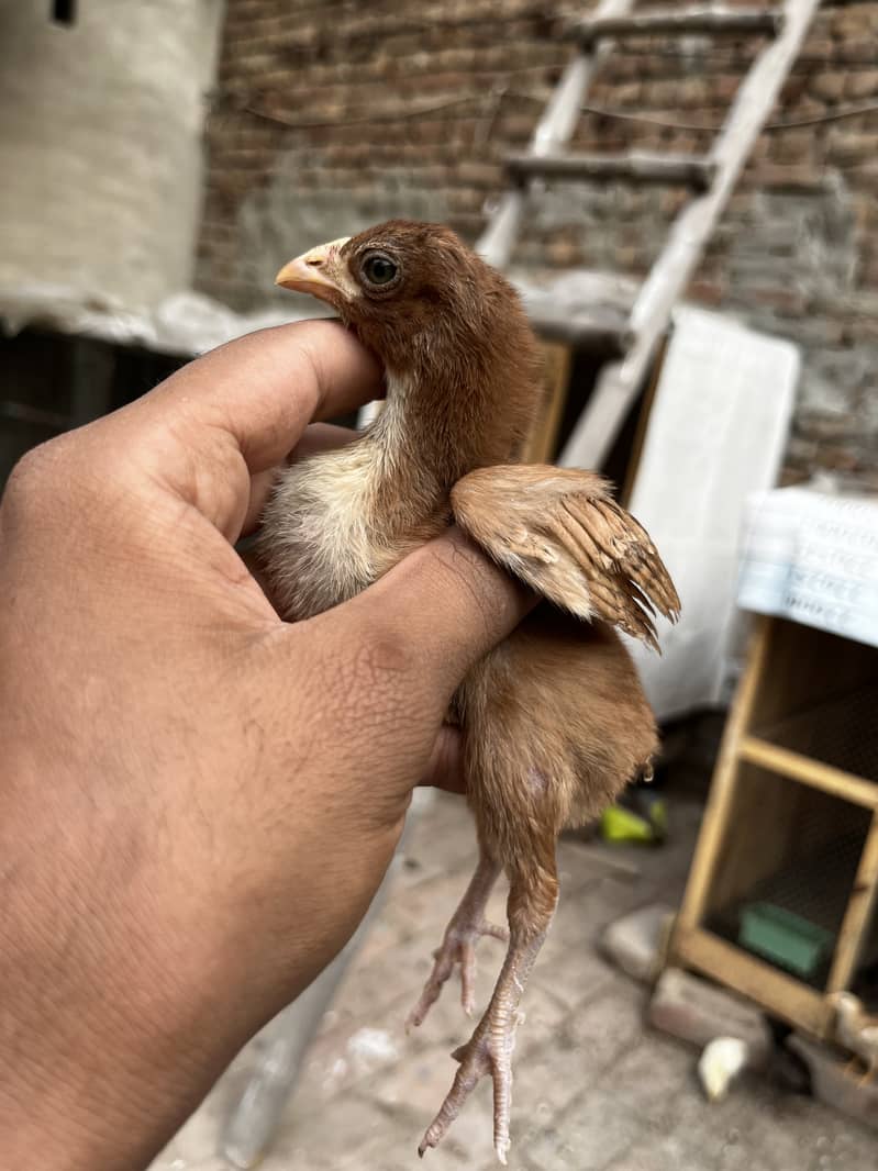 Aseel chicks 3