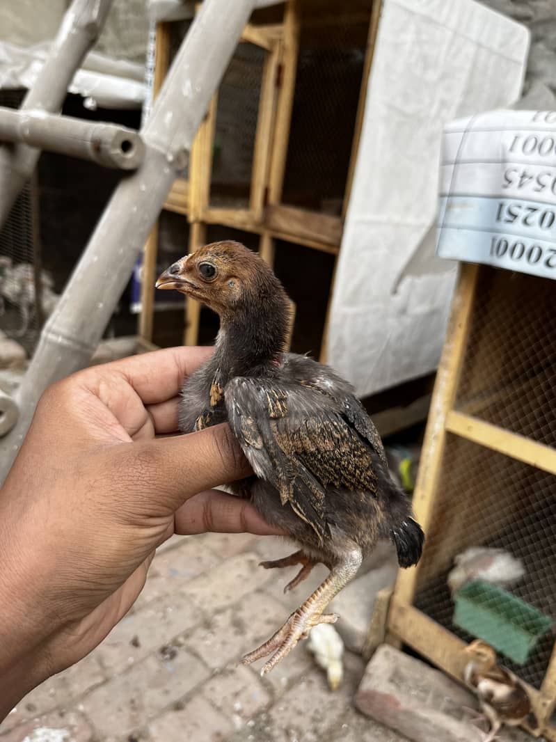Aseel chicks 4
