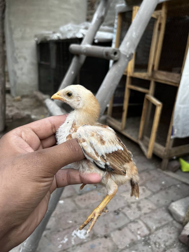 Aseel chicks 6