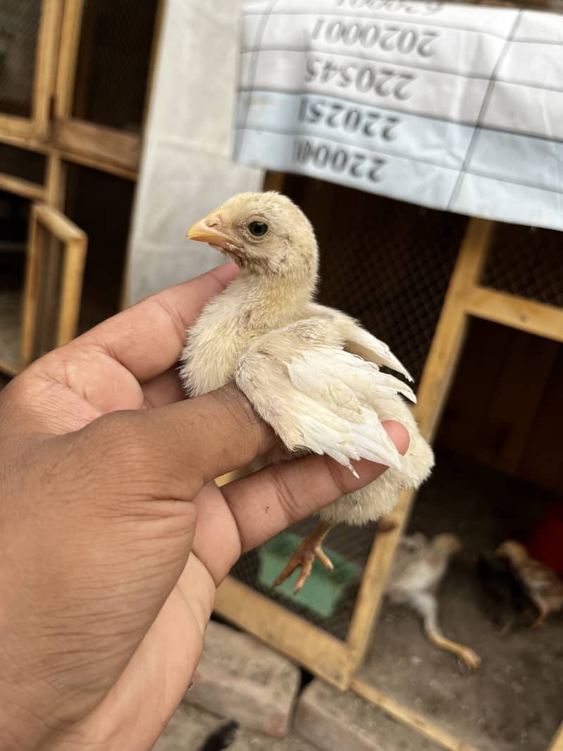 Aseel chicks 7