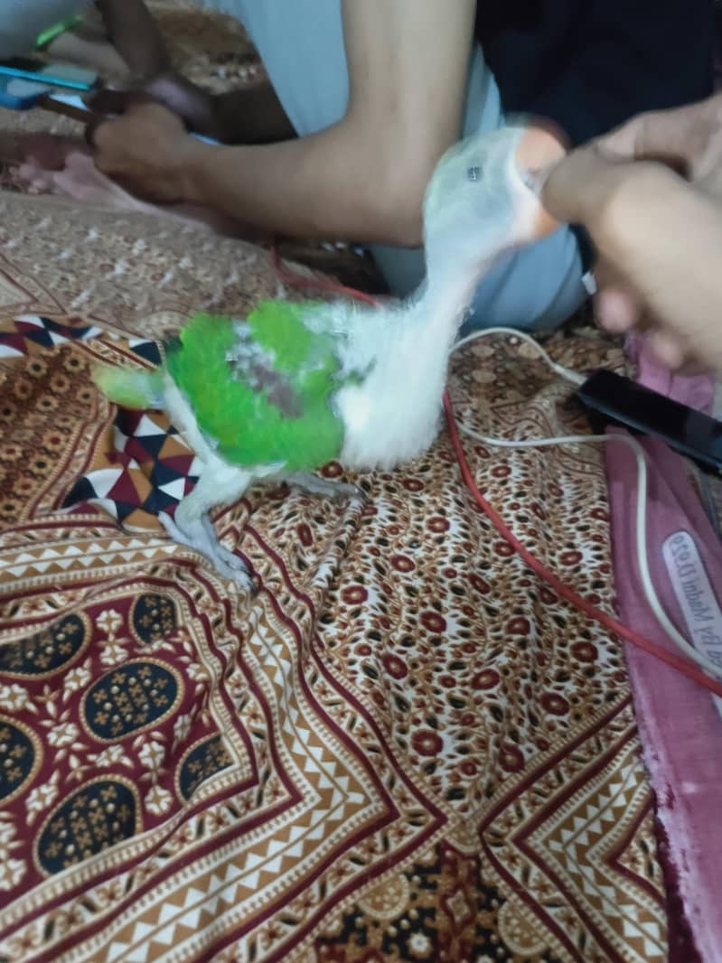 Kashmiri Raw 2